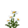 Oxeye Daisy.png