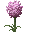 File:Allium.png
