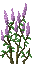 File:Lilac.png