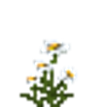 File:Oxeye Daisy.png