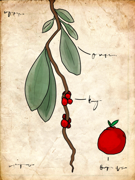 File:Bushberry.png