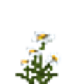Oxeye Daisy.png