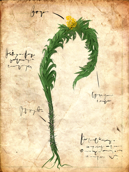 File:Wormfern.png