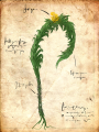 Wormfern.png